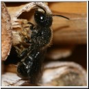 Heriades truncorum - Loecherbiene m07 6mm.jpg